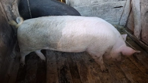 Vând porc  - imagine 2