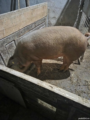 vand porc rasa duroc  - imagine 2