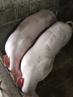 Vând porci marele alb 