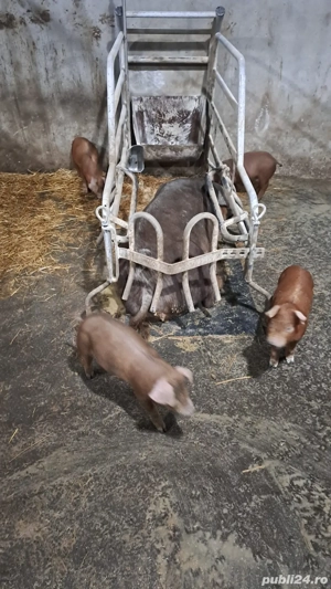 Purcei Duroc  - imagine 4