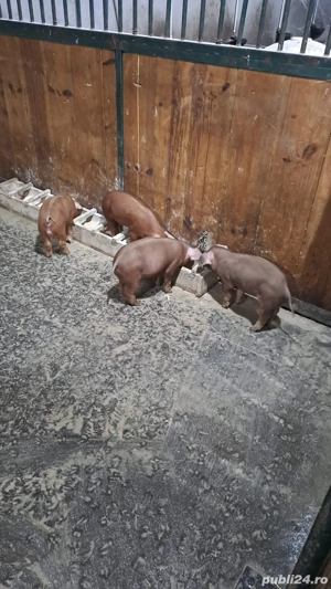 Purcei Duroc  - imagine 5