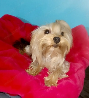 Yorkshire terrier pedigree baiat 