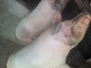 Vând porc de Craciun - imagine 2