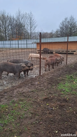 Scroafe Duroc Reproductie sau sacrificat - imagine 2