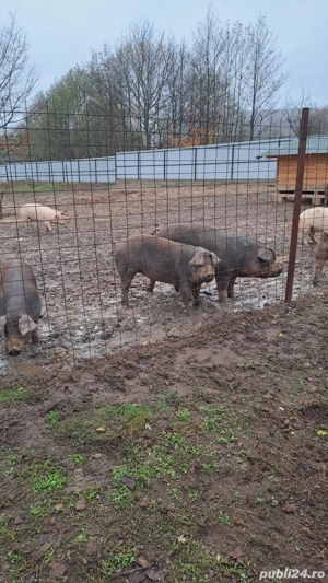 Scroafe Duroc Reproductie