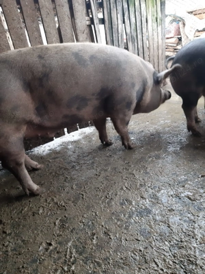 Vând porci de rasă - imagine 2