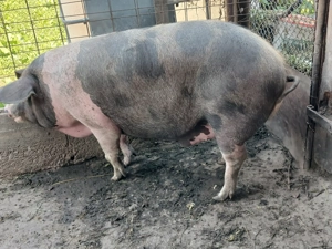 Vând porc gras 160-170kg, 17 lei kg - imagine 2