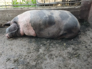 Vând porc gras 160-170kg  - imagine 3