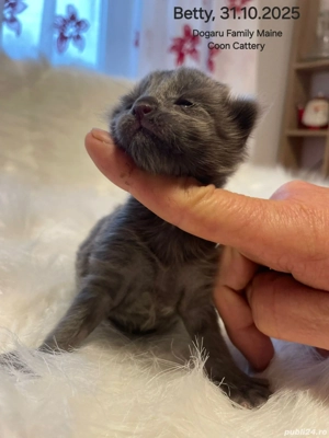 Fetita Maine Coon Pedigree 