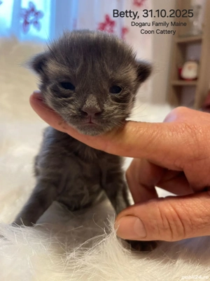 Fetita Maine Coon Pedigree  - imagine 2