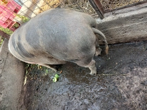 Vând porc gras 160-170kg  - imagine 2