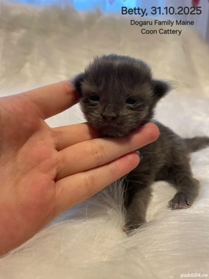 Fetita Maine Coon Pedigree  - imagine 3