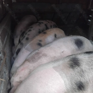 Porci crescuţi in gospodarie de vanzare - imagine 3