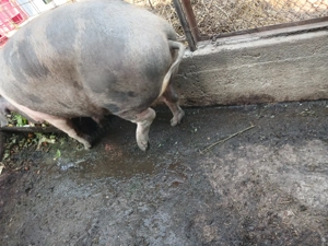 Vând porc gras 160-170kg  - imagine 4