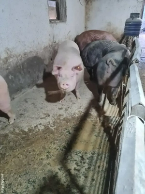 Vând porcii  - imagine 2