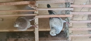 Vând porumbei voiajori germani de frumusețe 