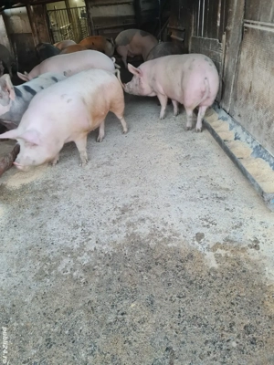 Vând porcii  - imagine 5