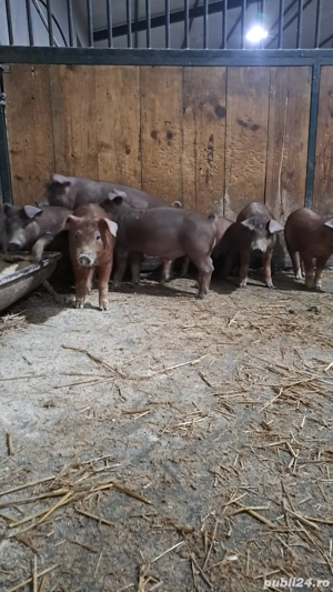 Purcei Duroc  - imagine 2