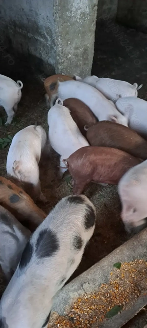 Vând purcei-  - imagine 3