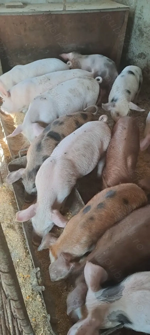 Vând purcei-  - imagine 2