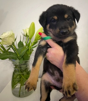 Pui Ciobanesc German - imagine 7