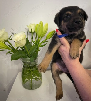 Pui Ciobanesc German - imagine 5