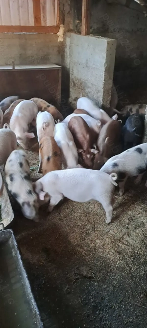 Vând purcei-  - imagine 5