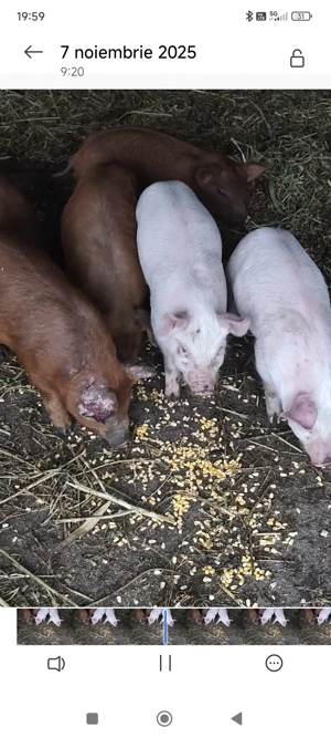 Purcei Duroc Pietran Landrance 