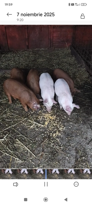 Purcei Duroc Pietran Landrance  - imagine 4