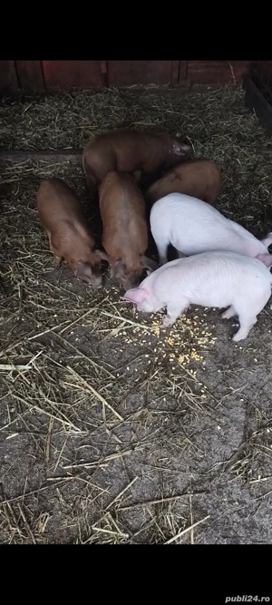 Purcei Duroc Pietran Landrance  - imagine 3