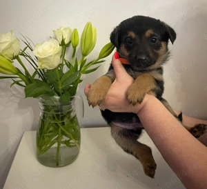 Pui Ciobanesc German - imagine 6