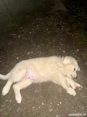 Vand câtel ciobanesc