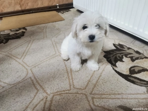 Bichon Maltez 