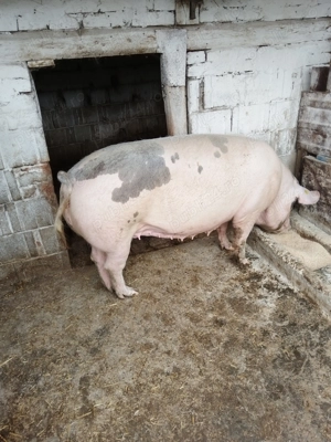 Vand scroafa de 240-260 kg.