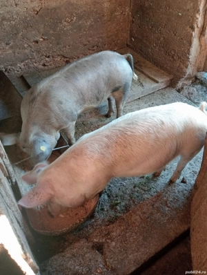 Vând porci  de carne ,preț 16 lei kg