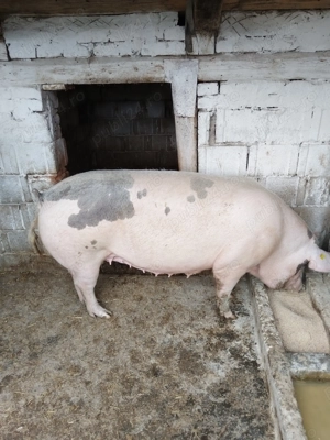 Vand scroafa de 240-260 kg. - imagine 3