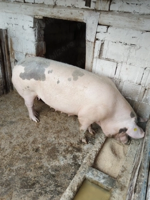 Vand scroafa de 240-260 kg. - imagine 2