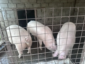 Porci pentru sacrificat  - imagine 2