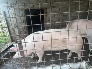 Porci pentru sacrificat 