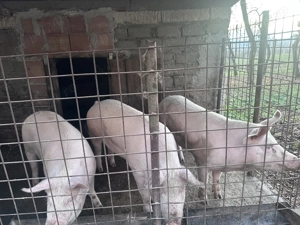 Porci pentru sacrificat  - imagine 5