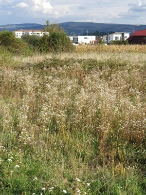 Vând teren Alba Micesti partea stingă  - imagine 2