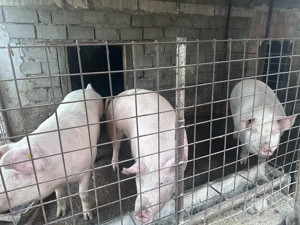 Porci pentru sacrificat  - imagine 4