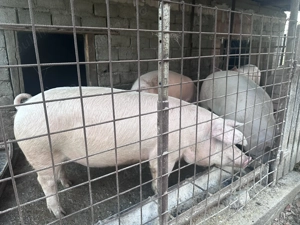 Porci pentru sacrificat  - imagine 3