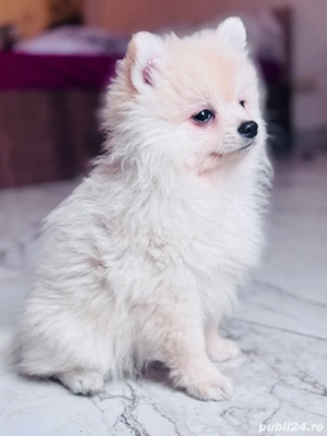 Cadoul perfect de sărbători - imagine 4