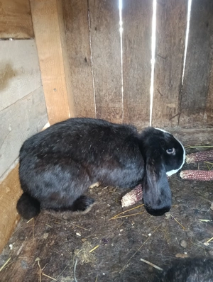 De vânzare iepuri rasa berbec 