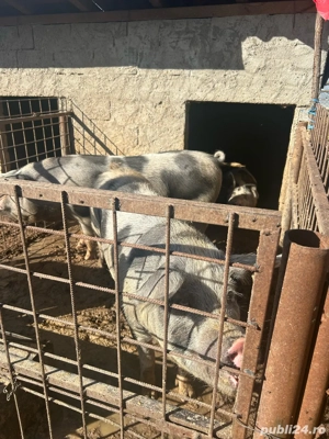 Porci pentru craciun crescuti cu furaje naturale!asigur transport - imagine 4