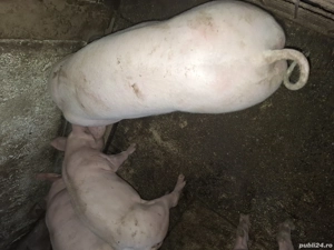 Vand scrofite reproducere