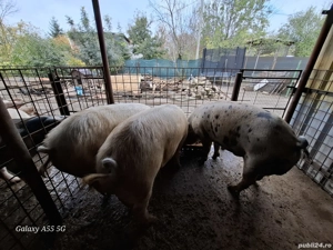 vand porci  - imagine 3