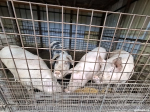 vand porci  - imagine 4