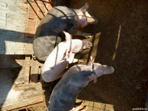 Vand porci 70-100 kg - imagine 3